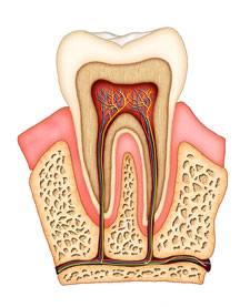 Root Canal Diagram